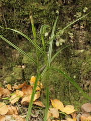 Pterostylis graminea