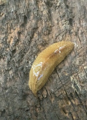 Newzealandia