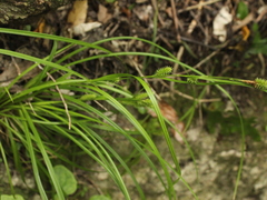 Carex forsteri