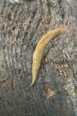 Newzealandia