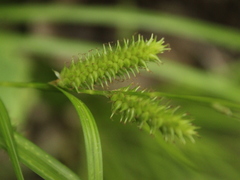 Carex forsteri