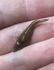 Newzealandia
