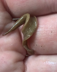 Newzealandia