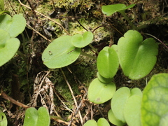 Corybas macranthus