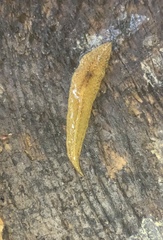 Newzealandia