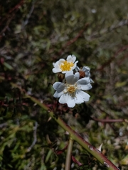 Rosa transmorrisonensis