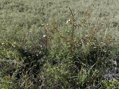 Rosa transmorrisonensis