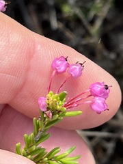 Erica gracilipes