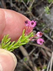 Erica gracilipes