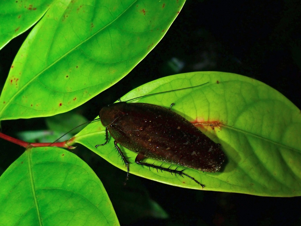 Rhabdoblatta mentawiensis