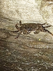 Grapsoidea