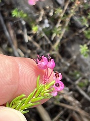 Erica gracilipes