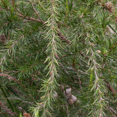 Cliffortia strobilifera