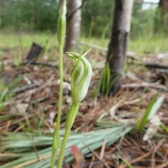 Pterostylis foliata