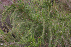 Cliffortia strobilifera