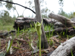 Pterostylis foliata