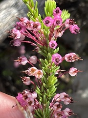 Erica gracilipes