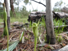 Pterostylis foliata