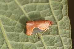 Cuproxena cornuta