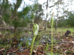 Pterostylis foliata