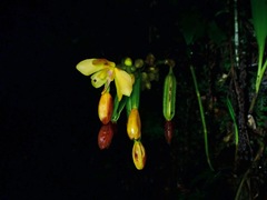 Spathoglottis microchilina