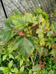 Acer morrisonense