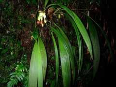 Spathoglottis microchilina