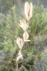 Gladiolus hirsutus