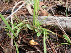 Pterostylis foliata