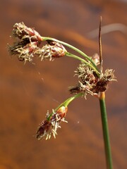 Schoenoplectus lacustris