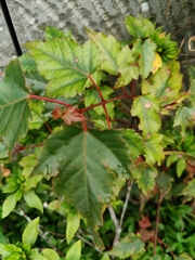 Acer morrisonense