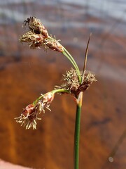 Schoenoplectus lacustris