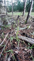 Pterostylis foliata