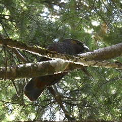 Nestor meridionalis septentrionalis