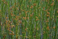 Schoenoplectus lacustris