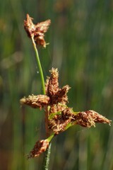 Schoenoplectus lacustris