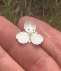 Libertia