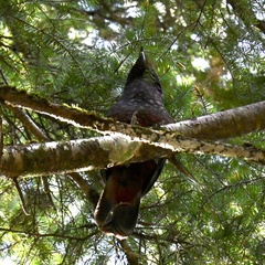 Nestor meridionalis septentrionalis