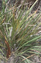Libertia