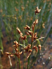 Schoenoplectus lacustris