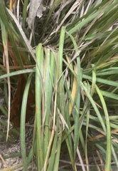 Libertia