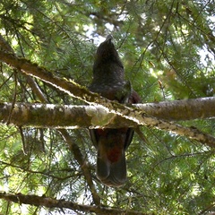 Nestor meridionalis septentrionalis