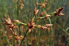 Schoenoplectus lacustris