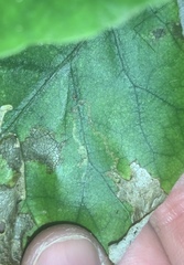 Stigmella cypracma