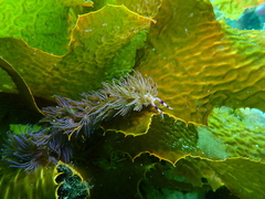 Pteraeolidia ianthina