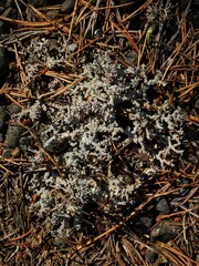 Stereocaulon