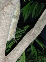 Gekko gecko