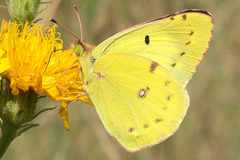 Colias hyale