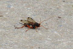 Echthromorpha intricatoria