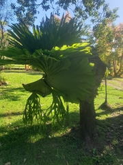 Platycerium superbum